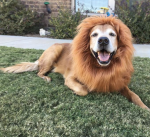 Golden Retriever dog in a lions mane costume for halloween